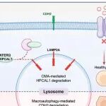 Autophagy | 温州医科大学王向阳/王成贵研究揭示了UCHL1调控下CMA介导的铁死亡在IVDD中的重要作用