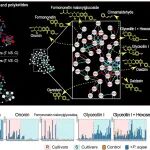 PNAS | 王源超教授团队联合盖钧镒院士团队解密大豆中广谱抵御病原菌的“化学武器”