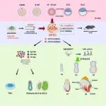Cell Research | 同济大学刘文强/高绍荣/魏珂团队利用新型双向潜能干细胞实现小鼠器官发生初期胚胎发育高效模拟