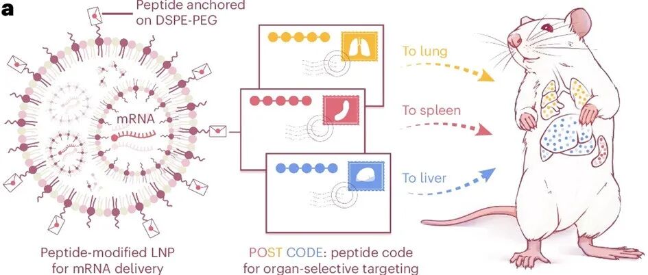 【Nature Materials】“POST密码”：肽序列驱动的器官特异性mRNA递送新策略