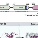 PNAS | 上海科技大学许文青等团队研究提供了一种设计蛋白质稳定剂的策略可为淀粉样蛋白相关疾病提供治疗潜力