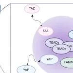 Mol&#160;Cell | 临港实验室朱光亚等团队研究发现TEAD凝析物中的内源性YAPTAZ分配协调Hippo反应