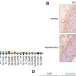 Science子刊 | 华东师范大学张晓燕等团队研究揭示血管内皮中的SLC38A2可能参与内皮功能与血压的调节