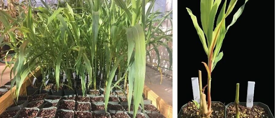 【收藏】如何进行植物样本的采集与保存？