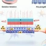 Bioact Mater丨华南理工大学任力等团队研究发现磁电耦合可激活牛磺酸代谢用于周围神经修复