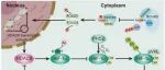 Leukemia | 中国医学科学院李珂等团队研究发现HDAC8或HIF-1α可能成为Ph+ B-ALL治疗的新特异性靶点