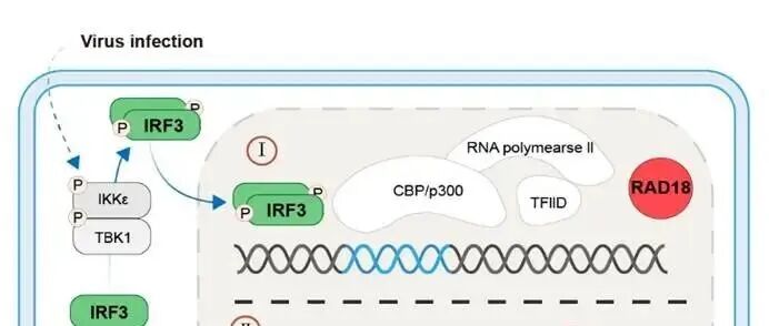 Nat Immunol | 浙江大学陈玮/韩伟课题组揭示E3泛素连接酶RAD18 可“制动”IRF3 介导的IFNB1 转录