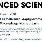 Adv Sci | T-2毒素利用肠道来源的腐生葡萄球菌破坏肝巨噬细胞稳态