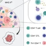 Cancer Res | 武汉大学陈刚/张佳莉研究强调tsMHC-I通过塑造炎症性免疫微环境增强HNSCC新辅助免疫治疗效果