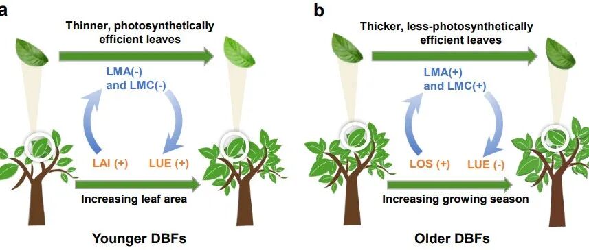 Nature Plants | 中山大学陈修治团队揭示全球变绿背景下不同林龄落叶阔叶林的叶片适应策略差异