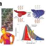 东华大学黄中杰教授 AOM：碳纳米管光学与柔性/纤维器件