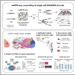 Cell | 中国科学院分子细胞科学卓越创新中心王开乐团队合作开发wellDR-seq技术解析乳腺癌起源和演化