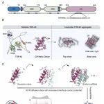 PNAS | 中国上海科技大学许文青团队合作设计精准靶向渐冻人症TDP-43的全新抑制剂