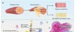 西安交大贺健康教授团队 Adv. Mater.：定向活性肌肉多材料微纳3D打印