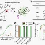 J. Am. Chem. Soc. | 可光激活的RNA标签：实现RNA亚细胞光标记的新技术