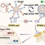 JACS：NIR切换的DNA快门可实现可逆间歇性cGAS-STING激活以增强抗肿瘤免疫