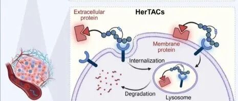 Angew. Chem. Int. Ed.|HerTACs：利用HER2介导的溶酶体运输实现肿瘤选择性膜蛋白和胞外蛋白降解