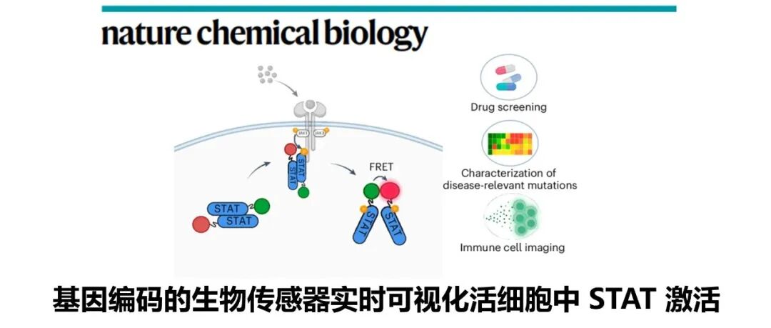 Nat. Chem. Biol. | 基因编码的生物传感器实时可视化活细胞种的 STAT 激活