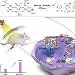 北师大曹玮课题组：黑色素分子工程实现高效γ射线生物防护