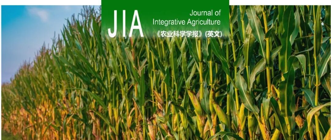 JIA | 河北省农林科学院粮油作物研究所耕作栽培创新团队：冬小麦播前深松可通过推迟密植夏玉米花后根-冠衰老缓解玉米粒位效应