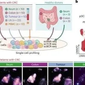 NCB丨哈尔滨医科大学张学等团队研究发现利用CD160+CD8+ T细胞或可克服抗PD-1耐药性