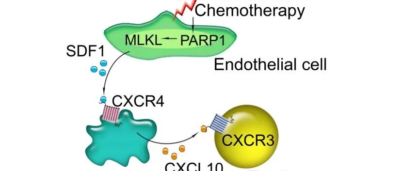 Nat Cell Biol | 四川大学曹中炜/丁楅森团队发现肿瘤血管坏死性凋亡驱动Angiocrine介导的耐药新机制