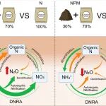 福建师范大学土壤生态学团队Soil Biology and Biochemistry最新成果，土壤氮循环方面取得研究进展