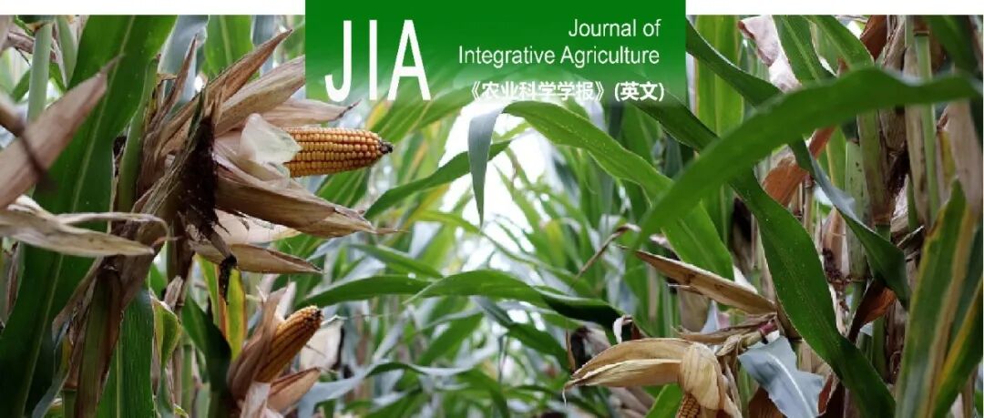 JIA | 甘肃农业大学绿洲农作制研究团队：干旱绿洲灌区麦后复种绿肥覆盖免耕显著提高玉米产量和氮素吸收