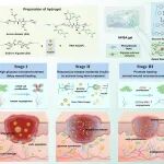 北化徐福建、李杨团队 Biomaterials：糖响应性胰岛素递送水凝胶敷料 - 协同调控高糖环境与伤口微环境促进糖尿病伤口愈合