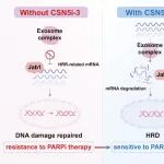 Mol Cancer | 彭鑫团队等揭示Jab1竞争性维持HRR mRNA稳态新机制