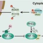 Leukemia | 中国医学科学院李珂等团队研究发现HDAC8或HIF-1α可能成为Ph+ B-ALL治疗的新特异性靶点