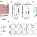 Cancer Res | 香港中文大学董钰娟/王昭春研究揭示了柠檬酸合酶剪接异构体CS-ΔEx4在结直肠癌TCA循环失调中的作用