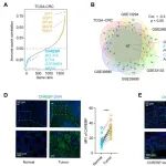 Cancer Research | 武汉大学张金方团队合作发现ChREBP促进免疫逃逸的分子机制