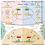 Cancer Research | 广州医科大学张强弩团队合作发现SLC27A2缺乏促进肝癌的缺氧适应和免疫抑制