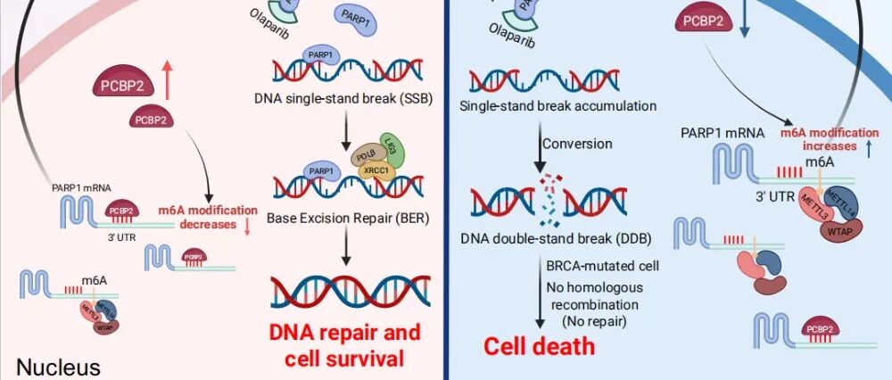 Cancer Research | 汕头大学崔玉坤组揭示PCBP2通过抑制m6A甲基化稳定PARP1 mRNA介导乳腺癌耐药机制