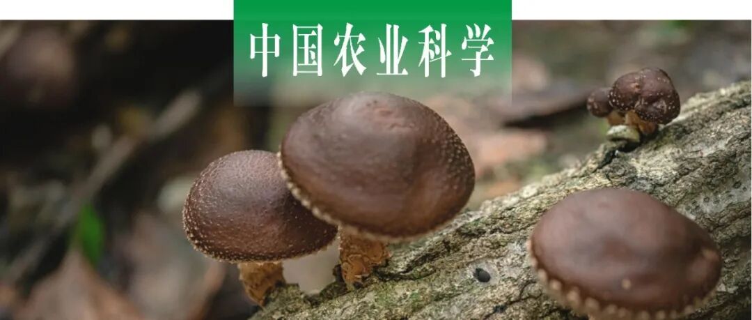 中国农业科学｜南京财经大学马高兴团队基于氨基酸及其理化特性分析食用菌替代蛋白的潜力