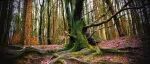 Journal of Applied Ecology | 森林土壤有机碳积累机制