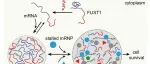 Cell Research | 热传感器FUST1通过拟南芥的生物分子缩合引发热诱导应激颗粒的形成