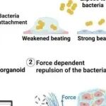 eLife丨澳门大学王春明等团队研究发现解剖类器官-细菌相互作用强调收缩力下降是心脏感染的关键因素