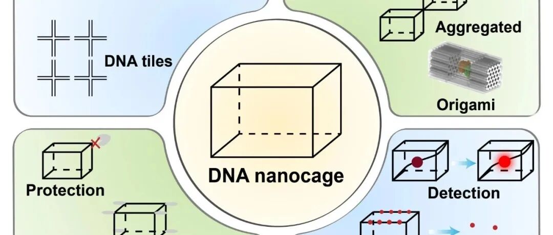 张晓兵教授&欧启水教授综述：DNA纳米笼在生物传感、货物运输及材料组装方面的应用研究