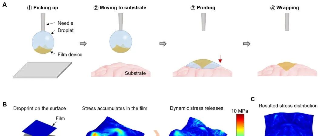 化学所宋延林研究员团队与合作者 Science：在超薄柔性电子界面研究方面取得重要进展