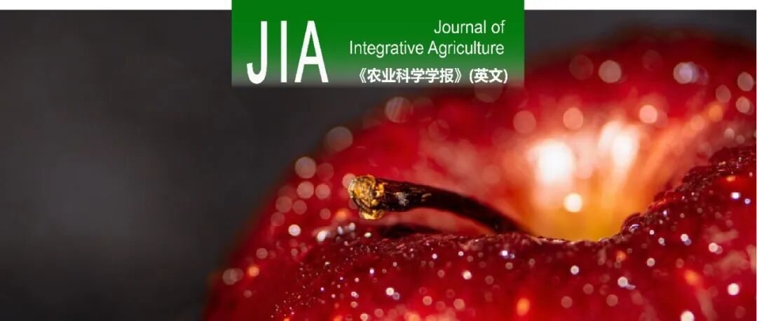 JIA | 西北农林科技大学赵政阳教授团队解析细胞壁水解酶在苹果硬度形成中的关键作用