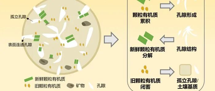 CEE | 土壤团聚体孔隙对颗粒有机质的调控作用