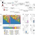 Nature Microbiology | 厦门大学石桂秀/刘源团队揭示Vientovirus衣壳蛋白模拟自身抗原促进自身免疫
