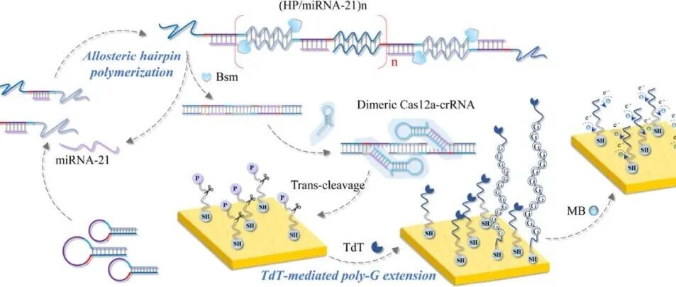 AC.可编程双相电化学生物传感器结合均相CRISPR/Cas12a激活与界面聚G信号用于miRNA-21检测
