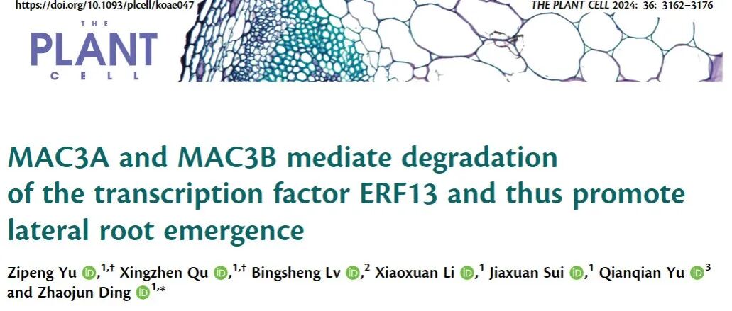 文献分享|MAC3A 和 MAC3B 介导转录因子 ERF13 的降解，从而促进侧根的萌发