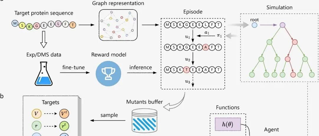 bioRxiv｜清华大学龚海鹏等：强化学习助力虚拟定向进化，加速蛋白质功能优化