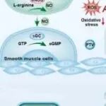 Bioact Mater丨南方医科大学杨志禄等团队研究发现分层MgF2/聚氨酯/匹伐他汀涂层有效控制BRS降解重塑