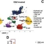 Adv Sci丨上海交通大学韩邦旻等人研究证实了STEAP4+&#160;myoCAF是ENZ抗性的代谢架构