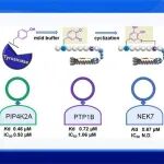 兰州大学雷新响课题组JACS：探索噬菌体展示肽骨架：酪氨酸酶介导的“分子纽扣”用于生物活性环肽发现